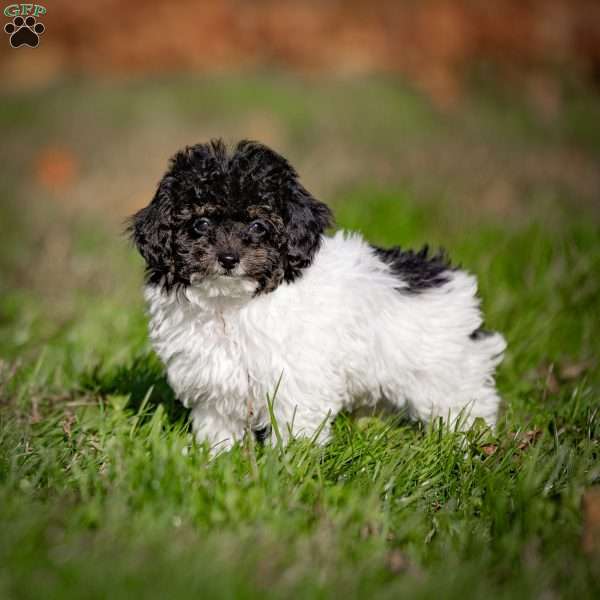 Hannah, Toy Poodle Puppy