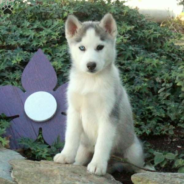 Hannah, Siberian Husky Puppy