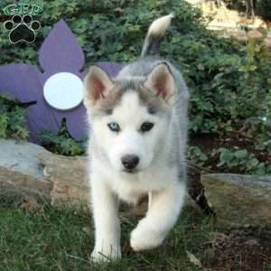 Hannah, Siberian Husky Puppy