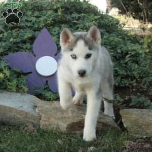 Hannah, Siberian Husky Puppy