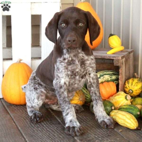 Hansel, German Shorthaired Pointer Puppy