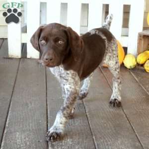 Hansel, German Shorthaired Pointer Puppy