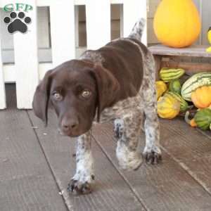 Hansel, German Shorthaired Pointer Puppy