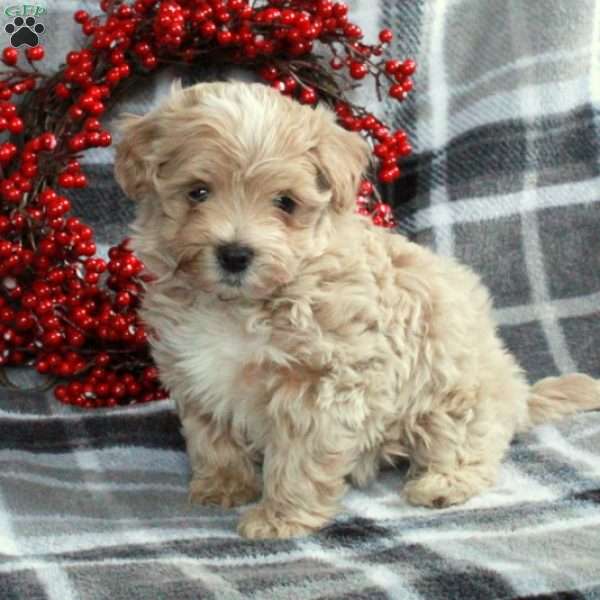 Happy, Maltipoo Puppy