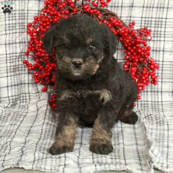 Happy, Miniature Schnauzer Mix Puppy