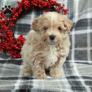 Happy, Maltipoo Puppy