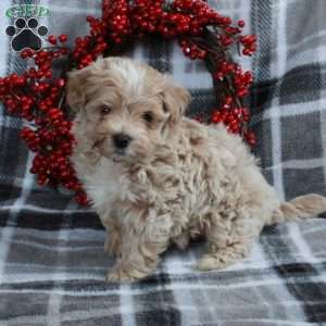 Happy, Maltipoo Puppy