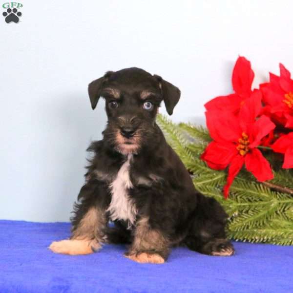 Happy, Miniature Schnauzer Puppy