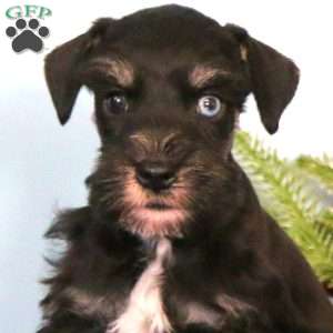 Happy, Miniature Schnauzer Puppy