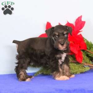 Happy, Miniature Schnauzer Puppy