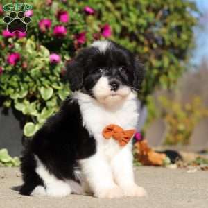 Hardy, Sheepadoodle Puppy