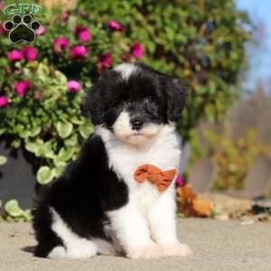 Hardy, Sheepadoodle Puppy