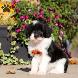 Hardy, Sheepadoodle Puppy