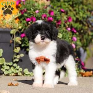 Hardy, Sheepadoodle Puppy