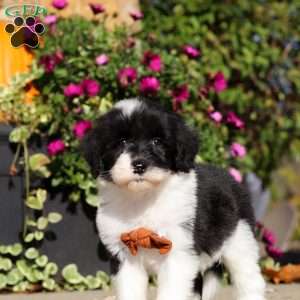 Hardy, Sheepadoodle Puppy