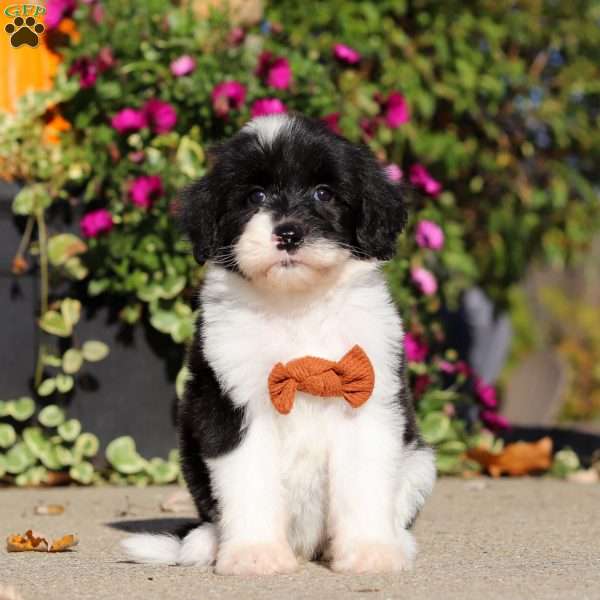 Hardy, Sheepadoodle Puppy