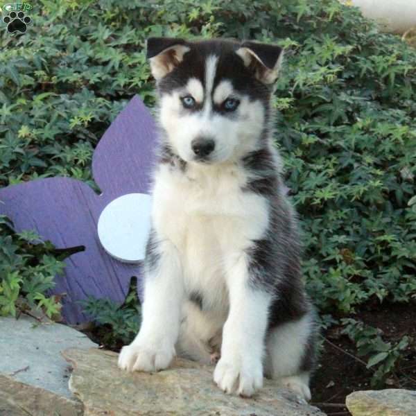 Harley, Siberian Husky Puppy