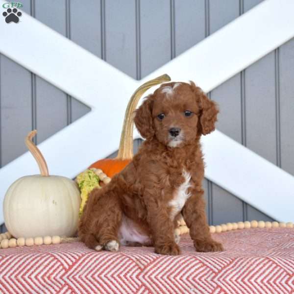 Harley, Cavapoo Puppy