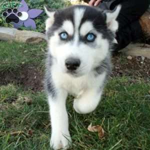 Harley, Siberian Husky Puppy