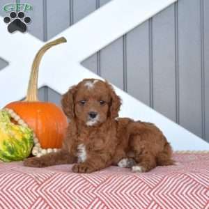 Harley, Cavapoo Puppy