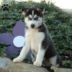 Harley, Siberian Husky Puppy