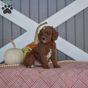 Harley, Cavapoo Puppy