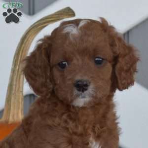 Harley, Cavapoo Puppy