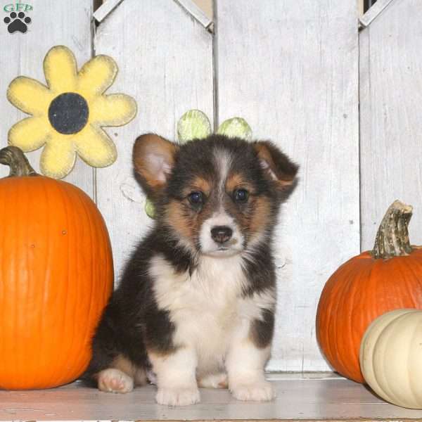 Harper, Pembroke Welsh Corgi Puppy