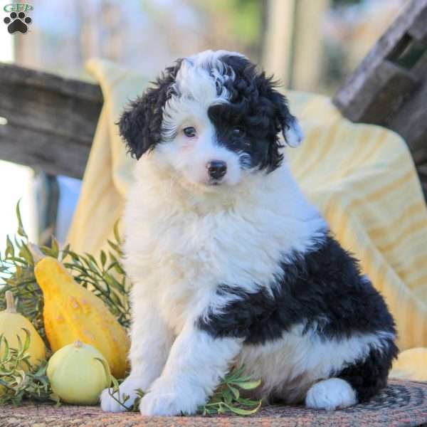 Harper, Mini Aussiedoodle Puppy