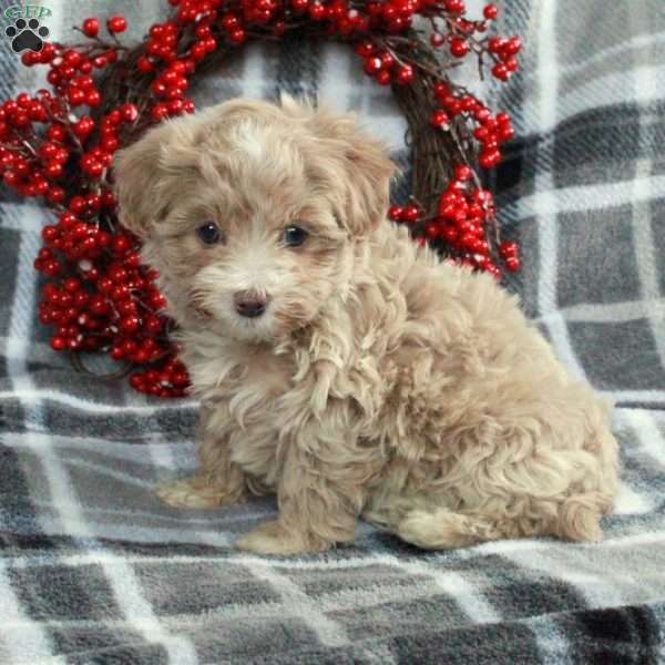 Harper, Maltipoo Puppy