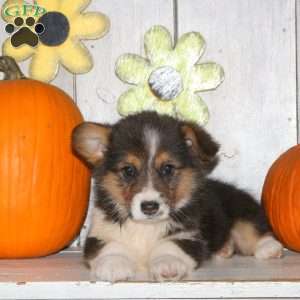 Harper, Pembroke Welsh Corgi Puppy