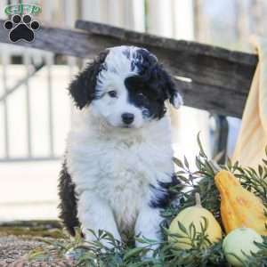 Harper, Mini Aussiedoodle Puppy