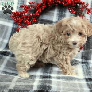 Harper, Maltipoo Puppy