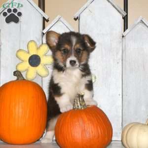 Harper, Pembroke Welsh Corgi Puppy