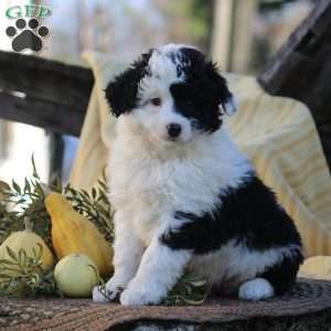 Harper, Mini Aussiedoodle Puppy