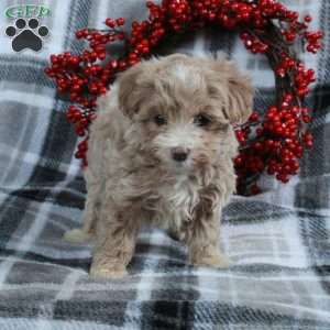 Harper, Maltipoo Puppy