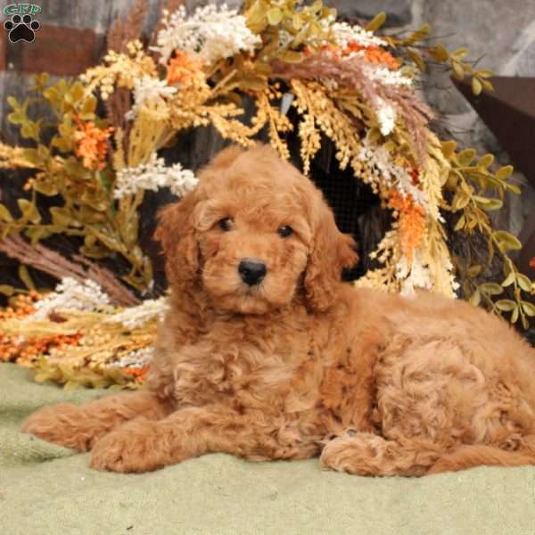 Harper, Mini Goldendoodle Puppy