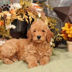 Harper, Mini Goldendoodle Puppy