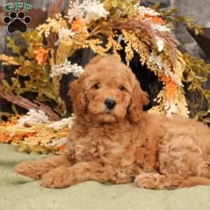 Harper, Mini Goldendoodle Puppy