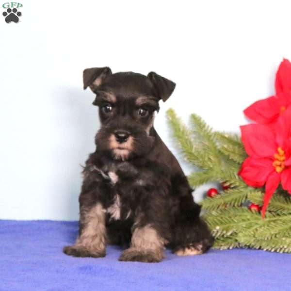 Harper, Miniature Schnauzer Puppy