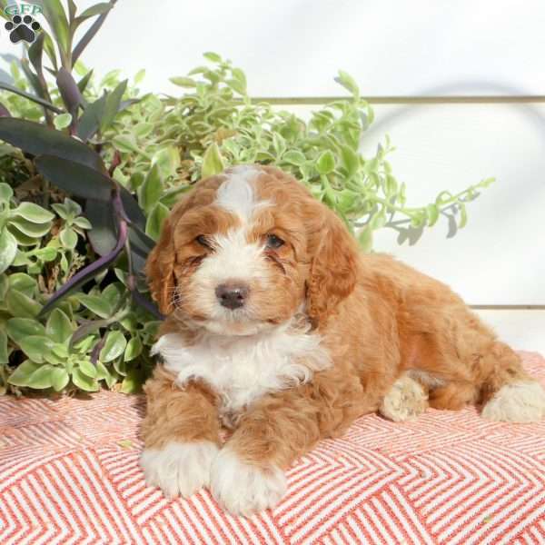 Harry, Cavapoo Puppy