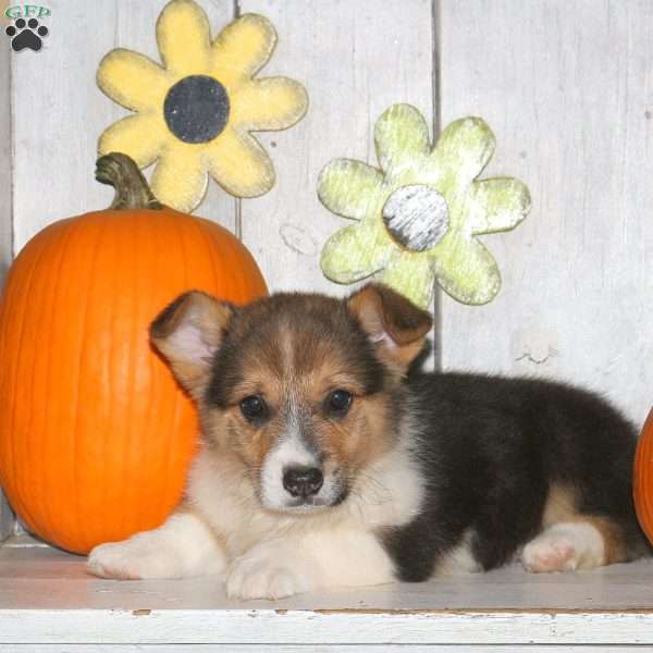 Harry, Pembroke Welsh Corgi Puppy