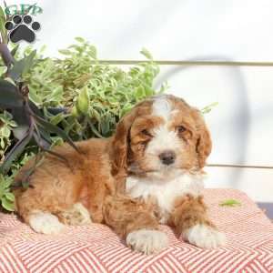 Harry, Cavapoo Puppy