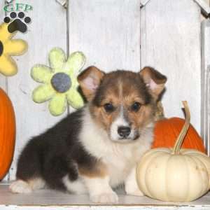 Harry, Pembroke Welsh Corgi Puppy