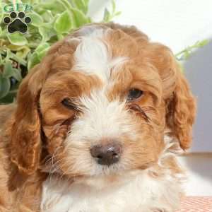 Harry, Cavapoo Puppy