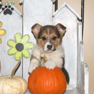 Harry, Pembroke Welsh Corgi Puppy