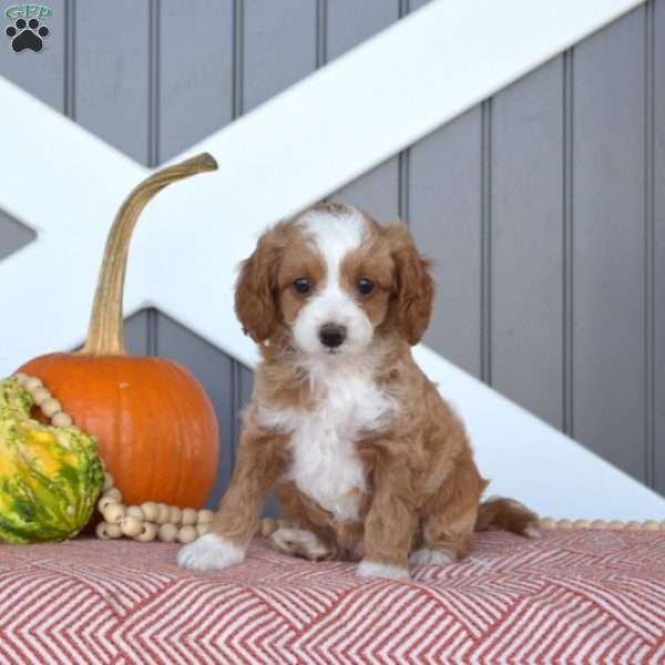 Harvest, Cavapoo Puppy