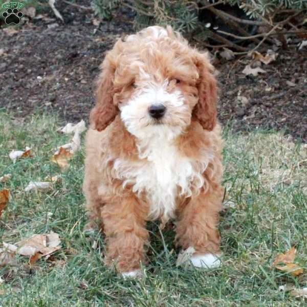 Hattie, Miniature Poodle Puppy