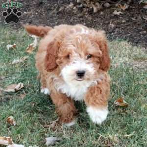 Hattie, Miniature Poodle Puppy