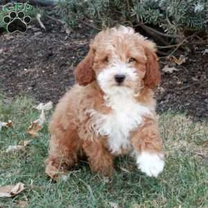 Hattie, Miniature Poodle Puppy